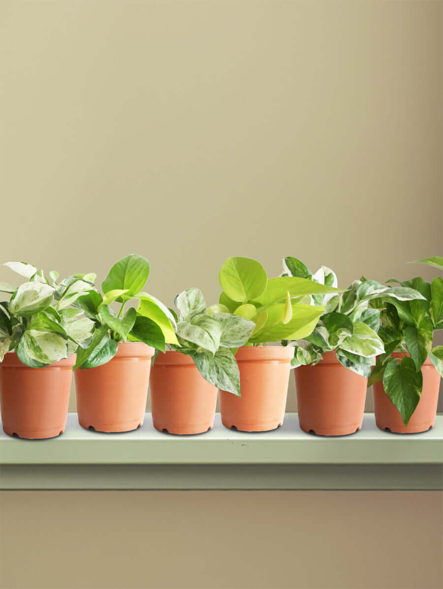 The Ultimate Money Plant Combo