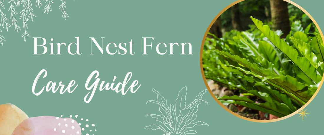 Bird Nest Fern Care Guide