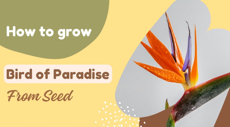 How to Grow Birds of Paradise from Seed
