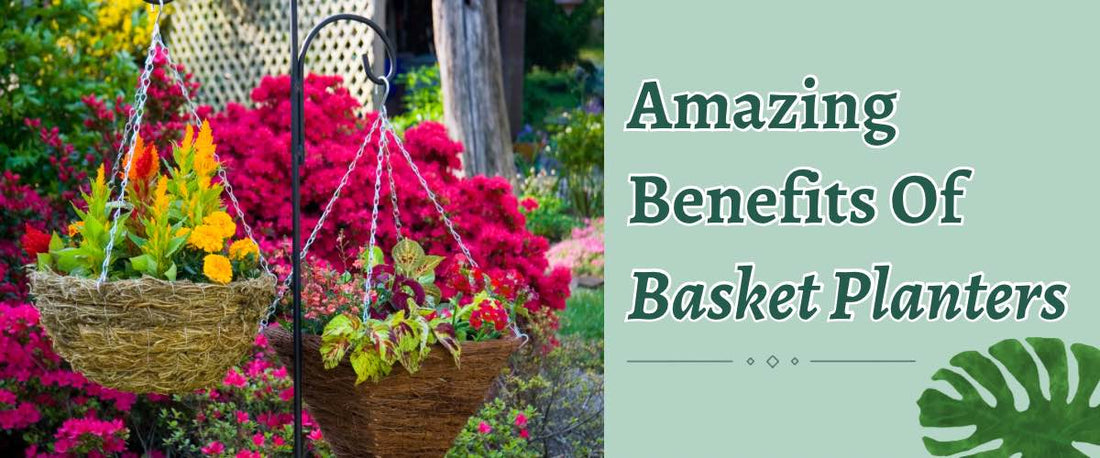 Amazing Benefits Of Basket Planters For Your Plant 