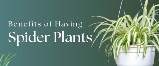 Benefits of Having Spider Plants at Home