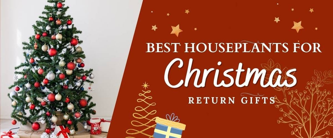 Best Houseplants for Christmas Return Gifts