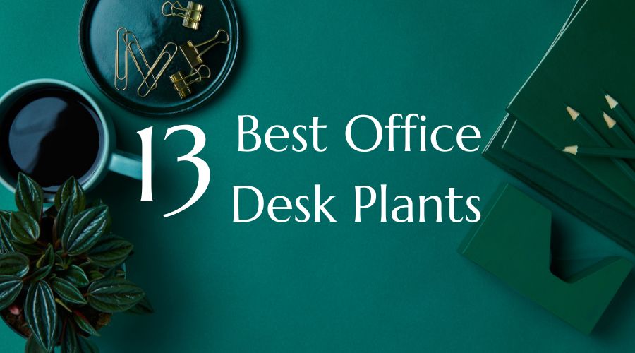 Best Office Desk Plants to Elevate Your Workspace