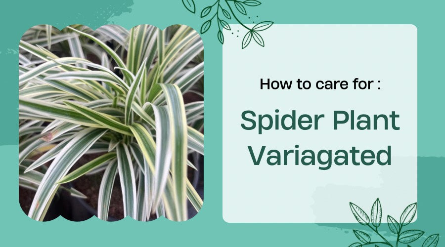 How to Care Spider Plant Variegated