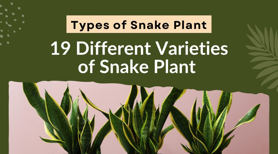 Types of Snake Plants