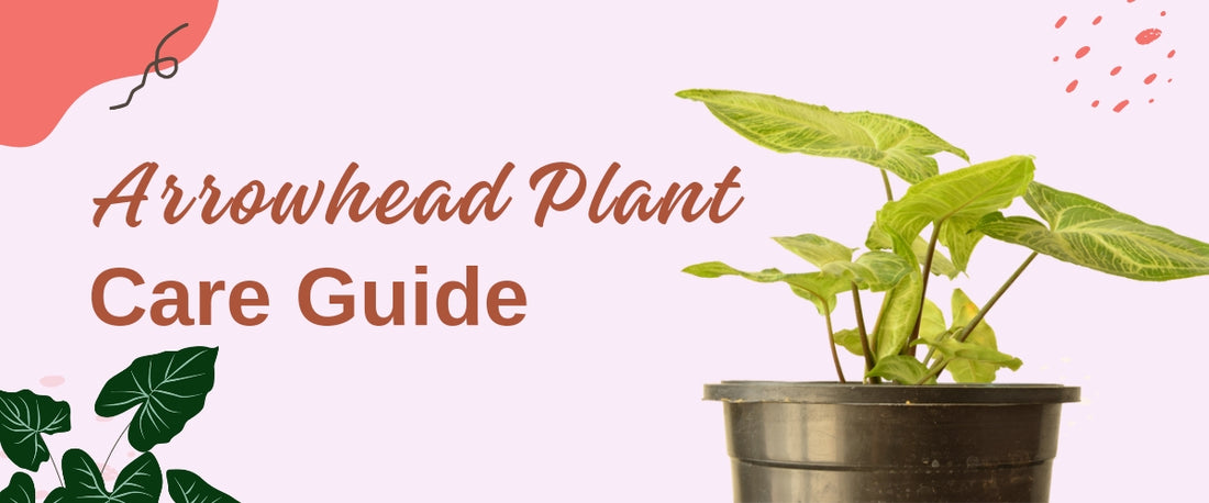 Arrowhead Plant Care Guide