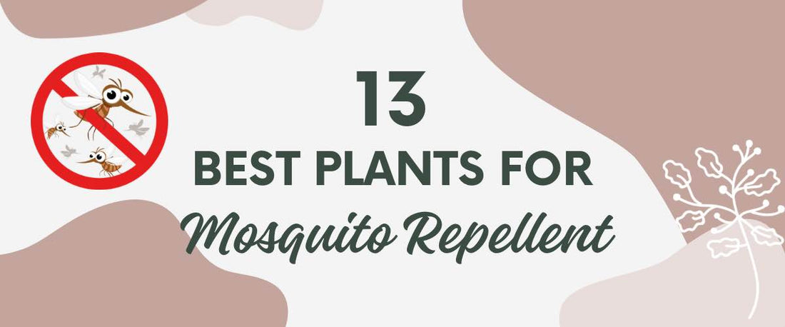 13 Best Plants for Mosquito Repellent