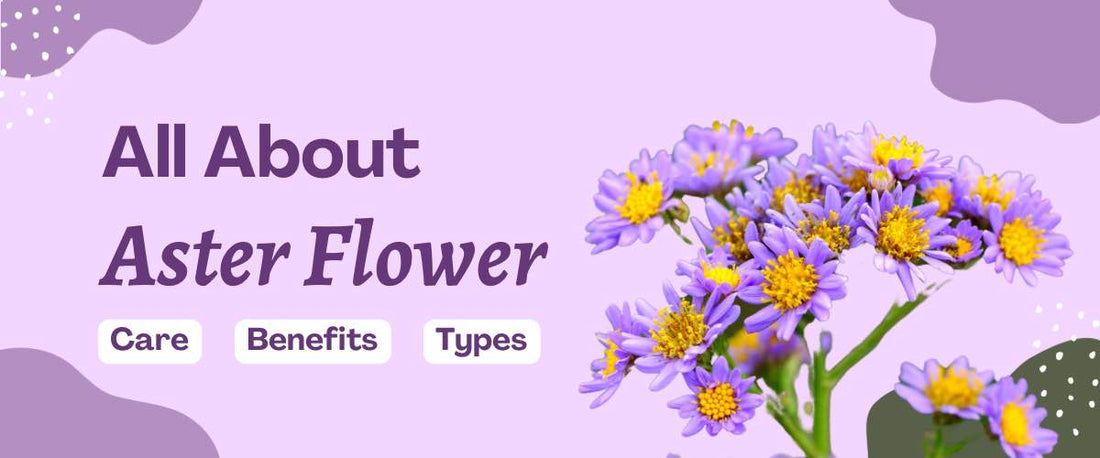 All About Aster Flower | How to Grow, Care, Benefits, & Types