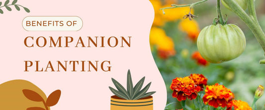 Benefits of Companion Planting