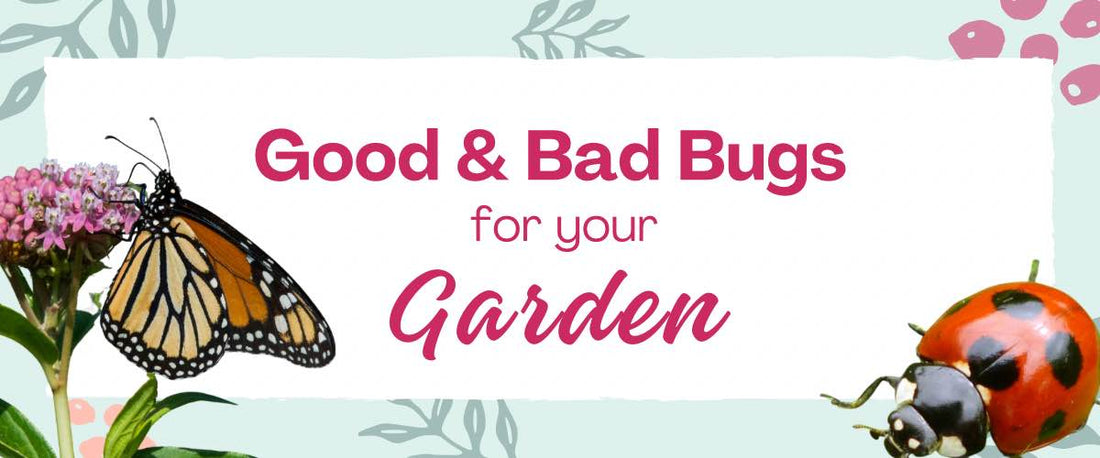 Good Bugs & Bad Bugs for Your Garden