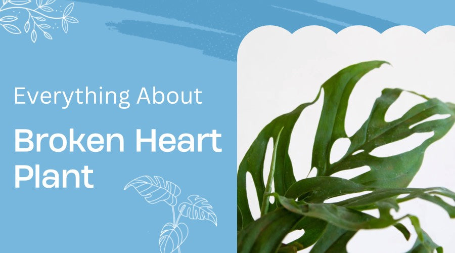 Everything About Broken Heart Plant: Benefits, Care