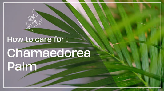 How to Care for Chamaedorea Palm