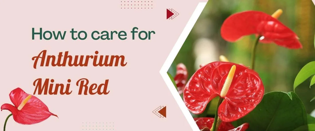 Care Guide for Anthurium Mini Red