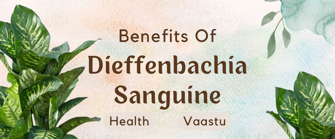 Benefits of Dieffenbachia Sanguine: Health and Vastu Benefits