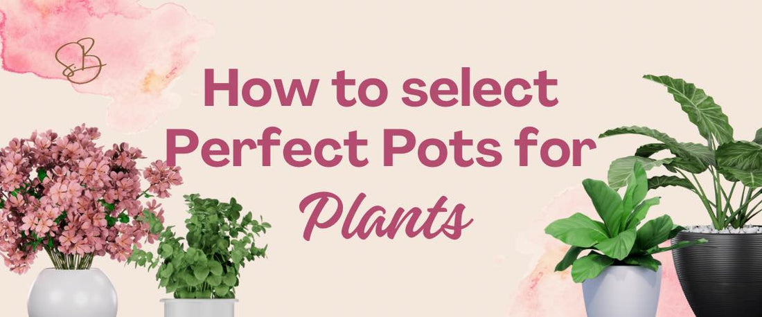 How to Select Perfect Pot for Your Plants?