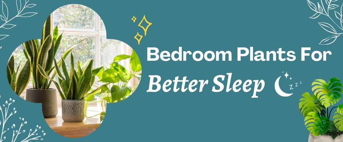 Best Indoor Plants for Better Sleep