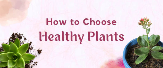 How to Choose Healthy Plants?