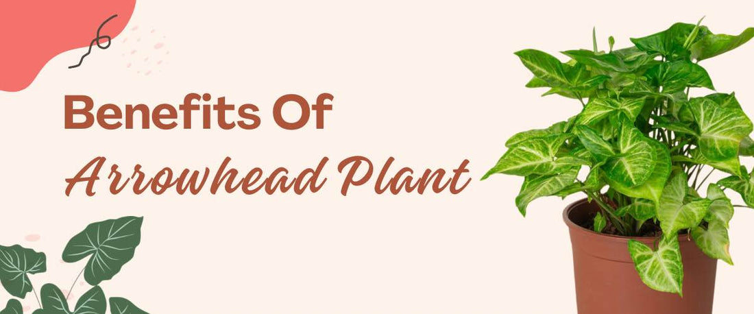 Benefits of Arrowhead Plant