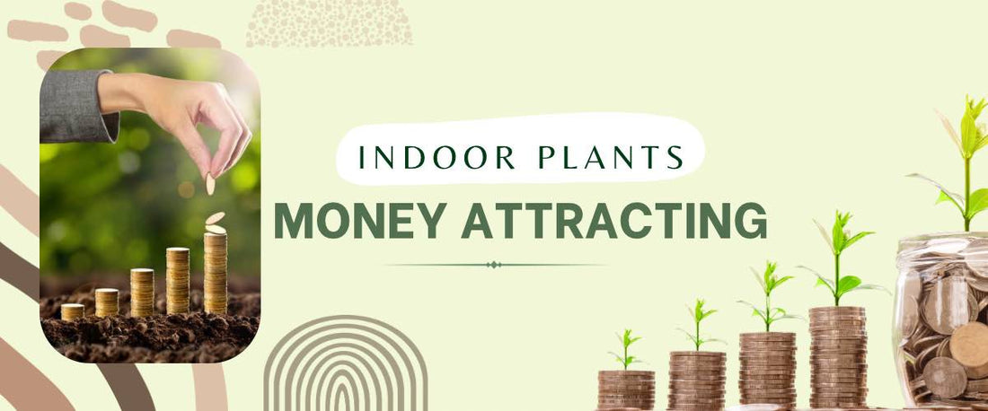 Indoor Plants That Attract Money