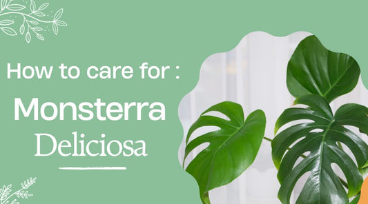 How to Care for Monstera Deliciosa