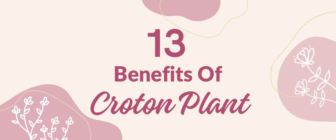Benefits of Croton Plant