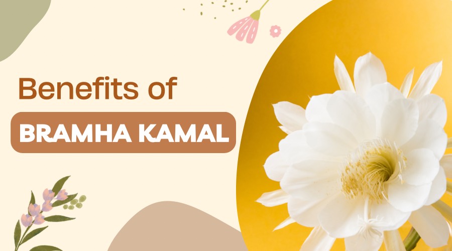 Benefits of Brahma Kamal Plant 