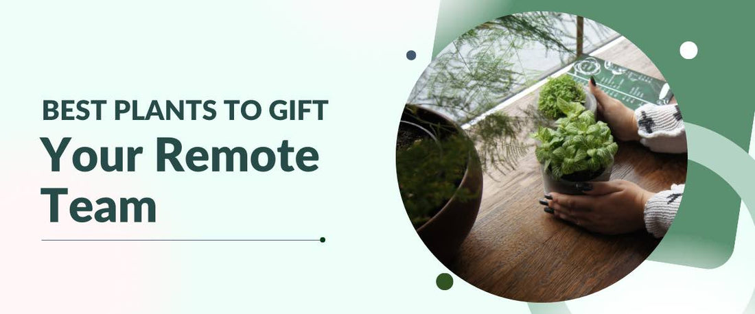 Best Plants to Gift Your Remote Team