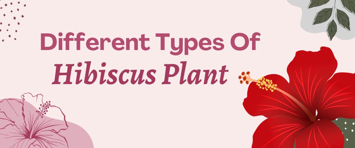 Types of hibiscus deals flower