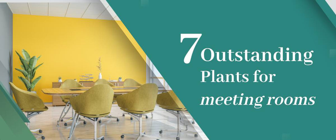 Outstanding Plants for Meeting Rooms