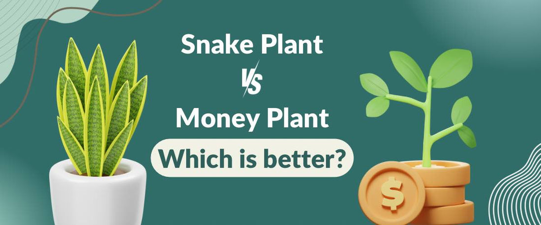 Money Plant vs. Snake Plant: Which Is Better?