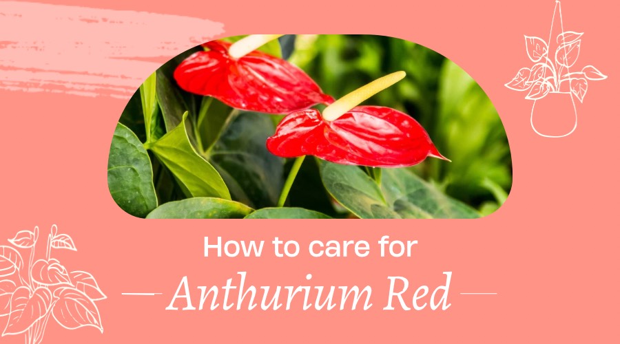 How to Care for Anthurium Red