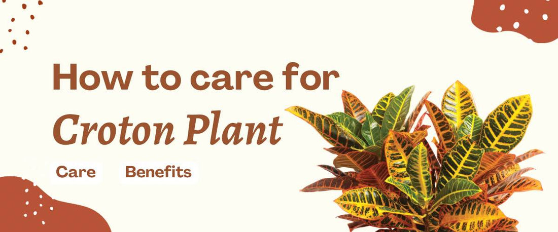 How to Care for Croton Plant