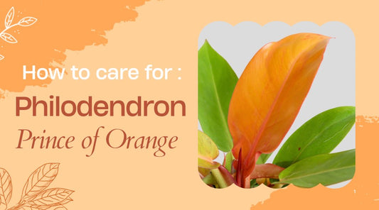 How to Care for Philodendron Prince of Orange