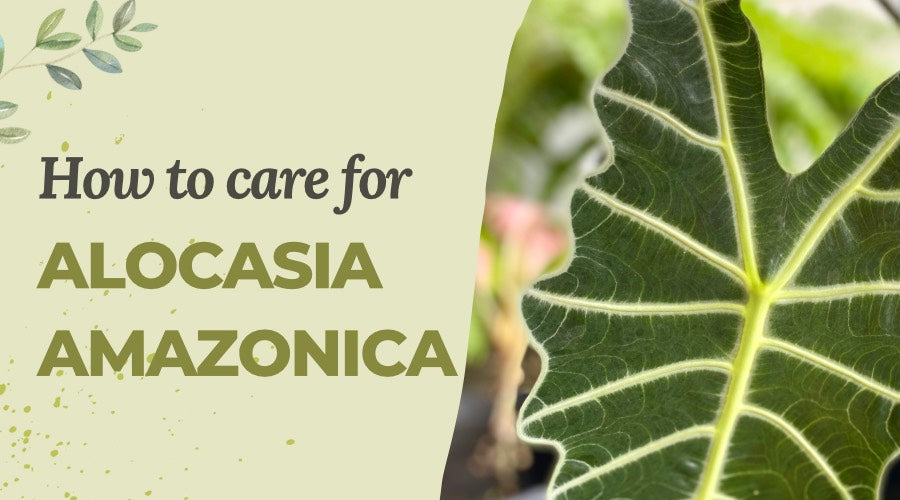 How to Care for Alocasia Amazonica