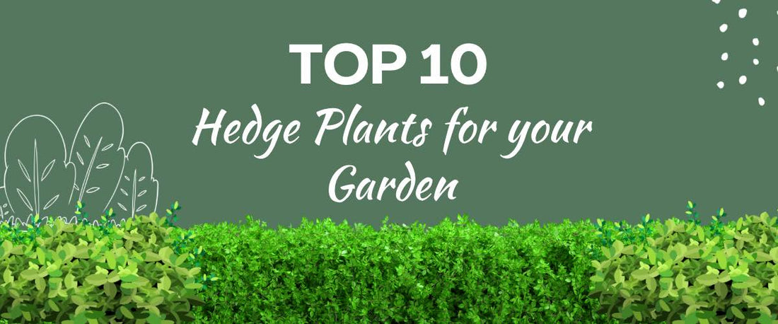 Top 10 Hedge Plants for Your Garden