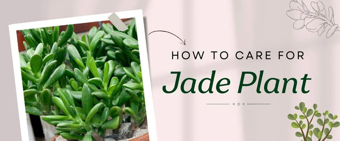How to Care for Jade Plant