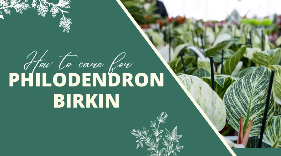 How to Care for Philodendron Birkin