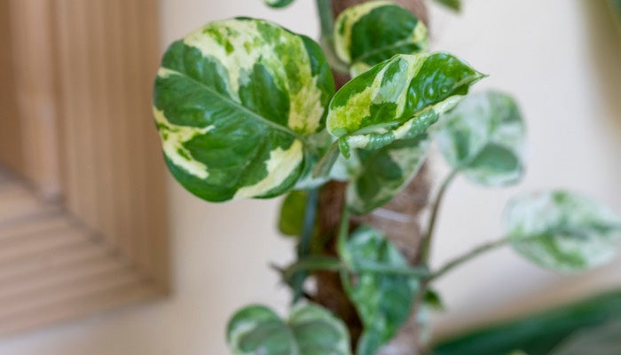 How to Grow and Take Care of Money Plant Green