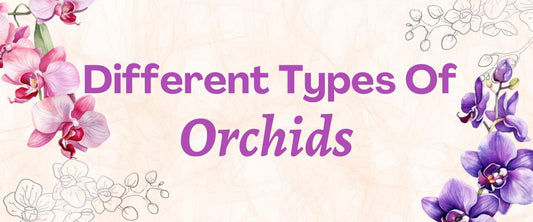 Different Verities of Orchid
