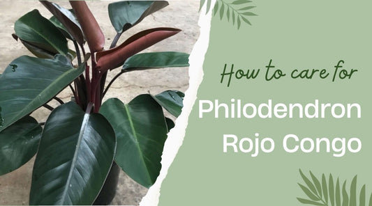 How to Care for Philodendron Rojo Congo