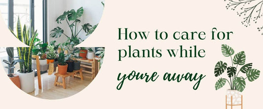 How To Care For Plants While You’re Away