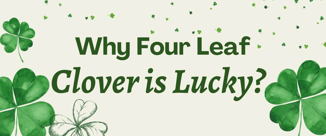 Why Four Leaf Clover Is Lucky?