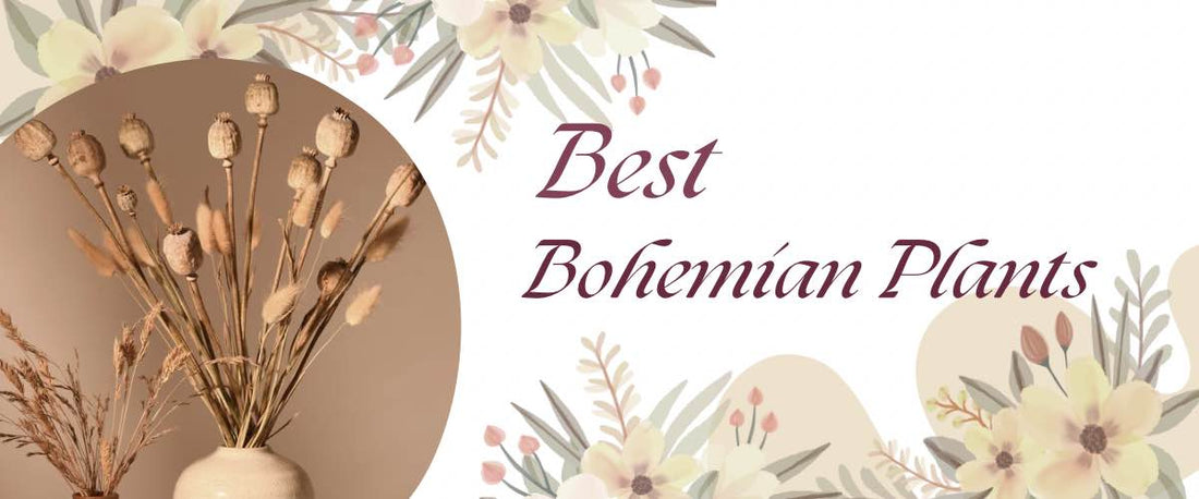 Best Bohemian Plants