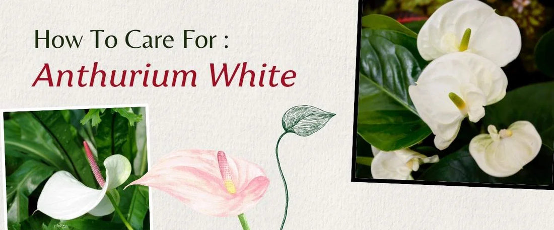 Anthurium White Care Guide