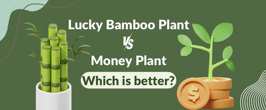Money Plant vs Lucky Bamboo: Which Is Better?
