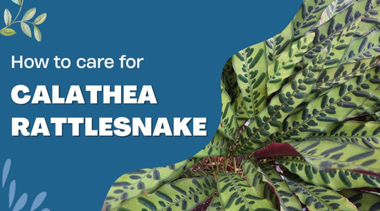 How to Care for Calathea Rattlesnake