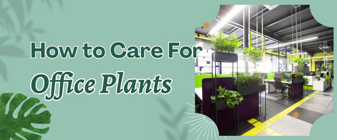 How to Care for Your Office Plants?
