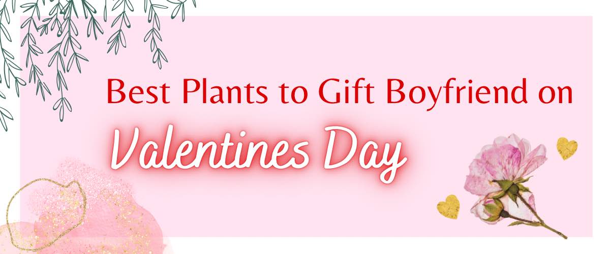 OddClick valentine day special gift for boyfriend Girlfriend birthday gifts  for girls Paper Gift Box Price in India - Buy OddClick valentine day special  gift for boyfriend Girlfriend birthday gifts for girls