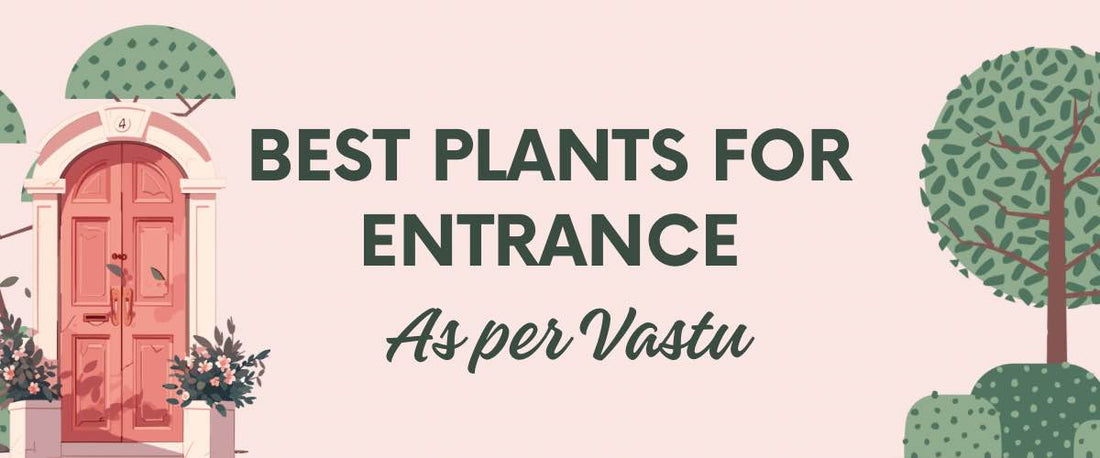 Best Plants for Entrance as Per Vastu