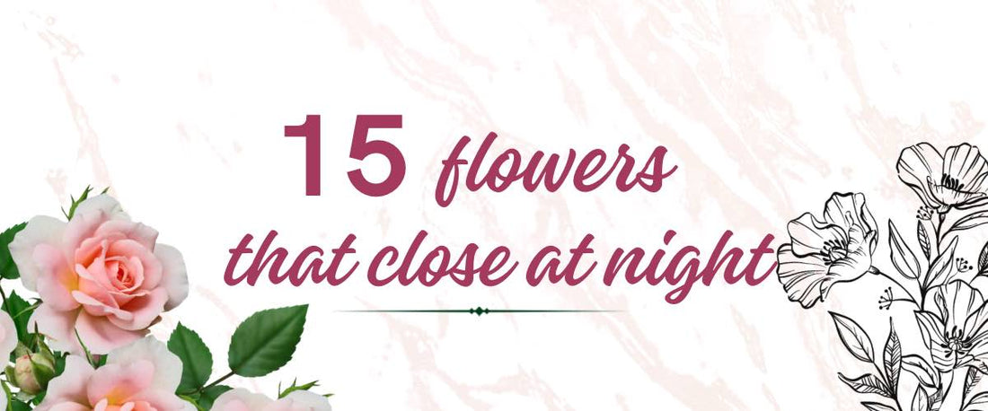 15 Best Flowers That Close at Night - Night Closing Flowers